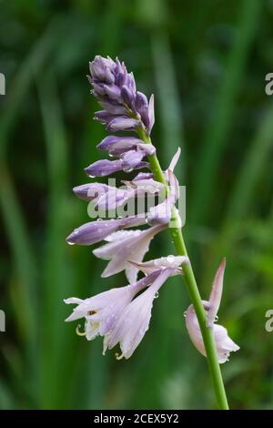 wet blossoming flowers of plant Hosta Gold Standard on nature background, gardening,  it is raining Stock Photo