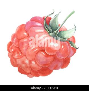 Watercolor raspberry vintage botanical illustration Stock Photo