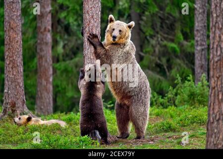 Mother bear teaches cubs by example and cubs follow Stock Photo