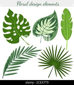Set of exotic tropical leaves of monstera, palm, banana. Vector color image isolated on white background. Stock Vector