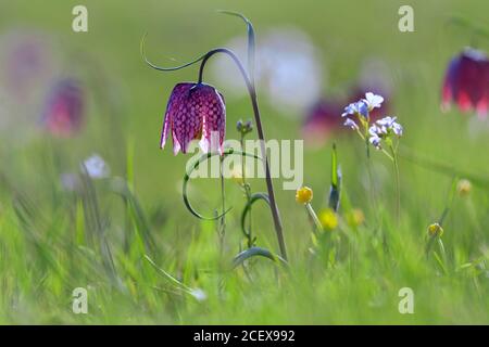 Snake's head fritillary / chequered lily (Fritillaria meleagris) in flower in meadow / grassland in spring Stock Photo