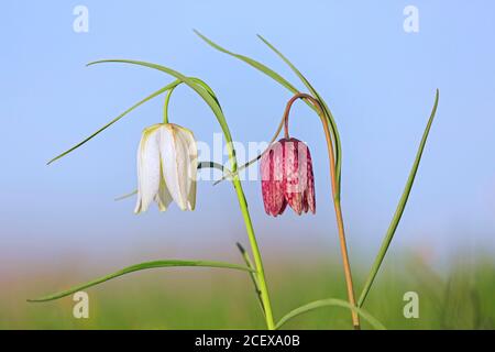 Snake's head fritillary / chequered lilies (Fritillaria meleagris) in flower in meadow / grassland in spring Stock Photo