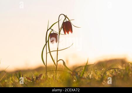 Snake's head fritillary / chequered lilies (Fritillaria meleagris) in flower in meadow / grassland in spring Stock Photo