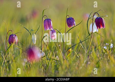 Snake's head fritillaries / chequered lilies (Fritillaria meleagris) in flower in meadow / grassland in spring Stock Photo