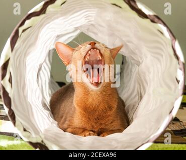 Abyssinian cat yawns. Close up portrait of blue abyssinian female cat, sitting on white background. Stock Photo
