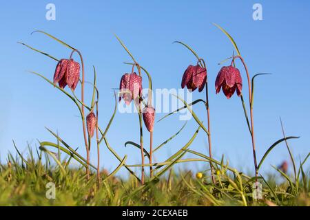 Snake's head fritillary / chequered lilies (Fritillaria meleagris) in flower in meadow / grassland in spring Stock Photo