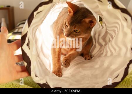 Abyssinian cat playing with human hand at home. Close up portrait of blue abyssinian female cat Stock Photo