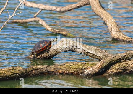 Red-eared Slider, Trachemys scripta ssp. elegans, is sunbathing on  a dead tree branch at Palace of Fine Arts, San Francisco, California, USA. Stock Photo