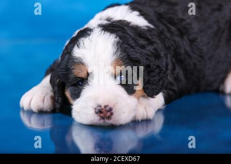 F1 Tri-colored Mini Bernedoodle Puppy laying on blue reflective floor Stock Photo
