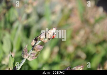 Red lady bug on flower with green background. Stock Photo