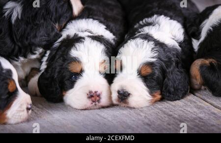 F1 Tri-colored Mini Bernedoodle Puppies laying on wood floor 3 weeks old Stock Photo