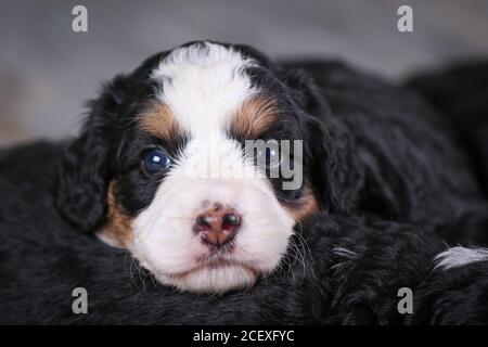F1 Tri-colored Mini Bernedoodle Puppy laying over each other looking at camera Stock Photo