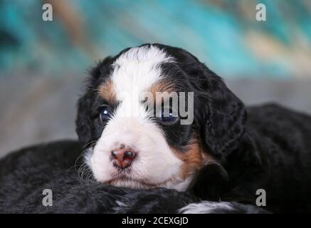 F1 Tri-colored Mini Bernedoodle Puppy laying over each other looking at camera Stock Photo
