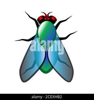 Large fly with translucent wings isolated on white background. Stock Vector