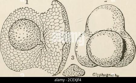 . The vegetable kingdom : or, The structure, classification, and uses of plants, illustrated upon the natural system. Fig. XLVI.. GIvphoffr.pK,, Fig. XLVII. 70 LYCOPODIACE^. [ACROGENS. Stock Photo