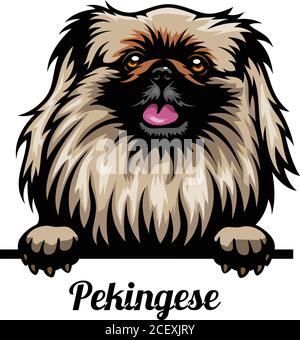 Pekingese - Color Head Dog - vector stock illustration isolated on white Stock Vector