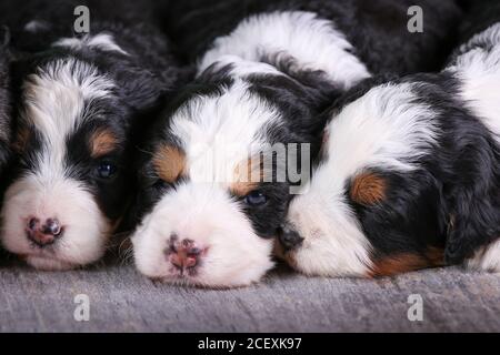 F1 Tri-colored Mini Bernedoodle Puppies laying on wood floor 3 weeks old Stock Photo