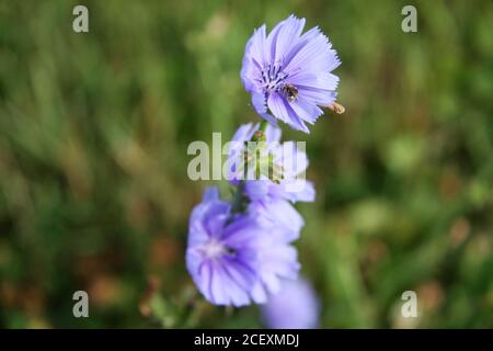 Common Chicory plant in bloom Stock Photo