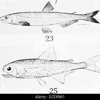 . An annotated list of Puget Sound fishes. 21. 27 --f fni^mi^-tK7,m^^ 16 18 Stock Photo