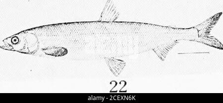 . An annotated list of Puget Sound fishes. 20. -»i2^ Stock Photo