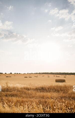 Rolls of golden hay on peaceful agricultural field under clear blue sky in countryside Stock Photo