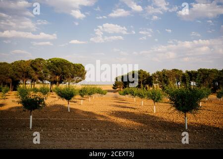 Young green pine trees growing in rows in forestry in sunny summer day with blue cloudy sky Stock Photo