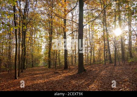 Autumn colors in the forest on a sunny day, Meudon, France Stock Photo