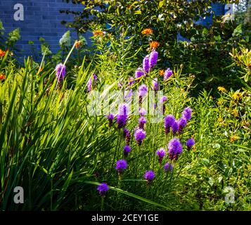 Purple Blazing star, Orange Lilies garden, church grounds Stock Photo
