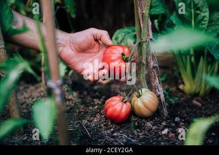 Crop anonymous gardener picking ripe red eco tomatoes from green plant while harvesting vegetables in garden in summer day Stock Photo