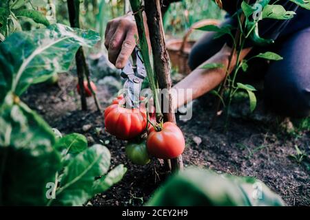 From above of crop anonymous gardener with gardening scissors picking ripe red tomatoes from green bush Stock Photo