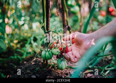 Crop anonymous gardener picking ripe red eco tomatoes from green plant while harvesting vegetables in garden in summer day Stock Photo