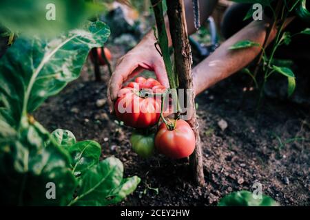 Crop anonymous gardener picking ripe red eco tomatoes from green plant while harvesting vegetables in garden in summer day Stock Photo