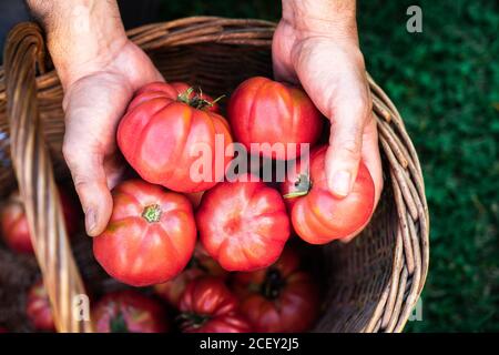 From above of crop anonymous male gardener putting ripe red tomatoes to wicker basket while harvesting vegetables in summer garden Stock Photo