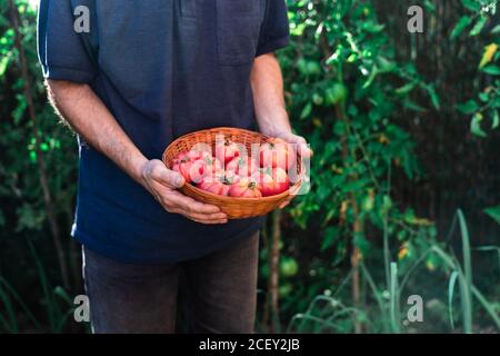 From above crop unrecognizable male gardener holding wicker bowl with fresh ripe red tomatoes during harvesting season in garden Stock Photo