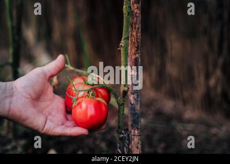 Crop anonymous gardener picking ripe red eco tomatoes from green plant while harvesting vegetables in garden in summer day Stock Photo