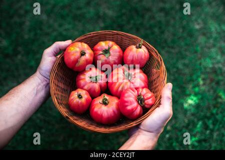 From above crop unrecognizable male gardener holding wicker bowl with fresh ripe red tomatoes during harvesting season in garden Stock Photo