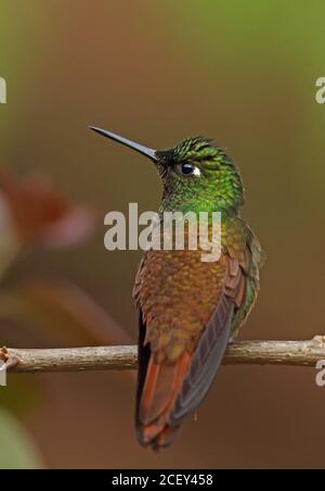Brazilian Ruby (Clytolaema rubricauda) adult male perched on twig  Atlantic Rainforest, Brazil    June Stock Photo