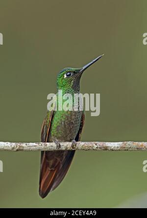 Brazilian Ruby (Clytolaema rubricauda) adult male perched on twig  Atlantic Rainforest, Brazil    June Stock Photo