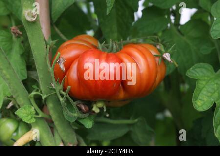 Beef tomatoes growing in the garden wobbly tomatoes Stock Photo