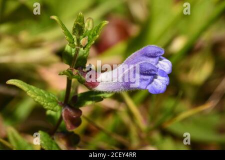 Common Skullcap 'Scutellaria galericulata' with bright blue10mm to 20mm long flowers ,found on damp ground such as marshes, fens, riverbanks and pond Stock Photo