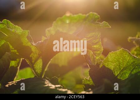 Closeup of large green leaves of pumpkin or zucchini plant growing on garden bed in sunny weather Stock Photo