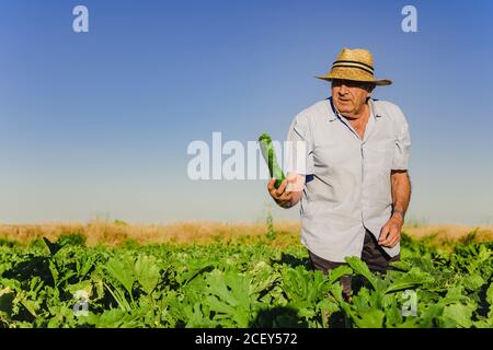 Senior man in straw hat holding ripe green zucchini while harvesting vegetables in sunny summer day in countryside looking away Stock Photo