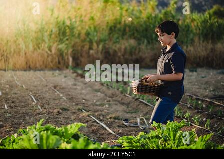 Side view of teen boy carrying wicker basket full of fresh vegetables while spending summer time in rural garden in countryside Stock Photo