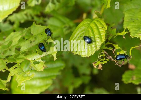 Alder leaf beetle (Agelastica alni), UK. Alder tree infestation Stock Photo