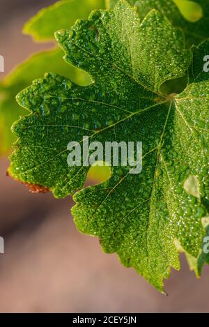 Closeup top view of fresh green grape leaf with waterdrops growing in vineyard on sunny day Stock Photo