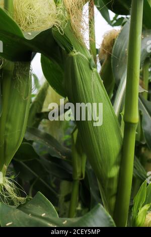 Corn on the cob or maize growing on its plant Stock Photo
