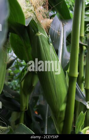 Corn on the cob or maize growing on its plant 1 Stock Photo