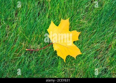 Single yellow maple leaf is lying on a green grass meadow Stock Photo