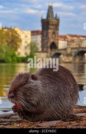 Nutria on the Vltava river shore with Old Town Bridge Tower and Charles Bridge in the background. Coypu eating carrot during golden hour. Stock Photo