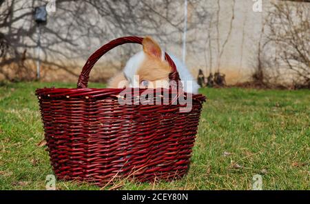 Ee red border collie puppy in brown wicker basket on garden. Cute dog with funny look at its face. Stock Photo